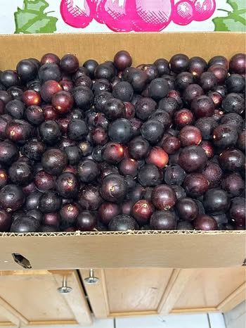 Muscadine Grapes