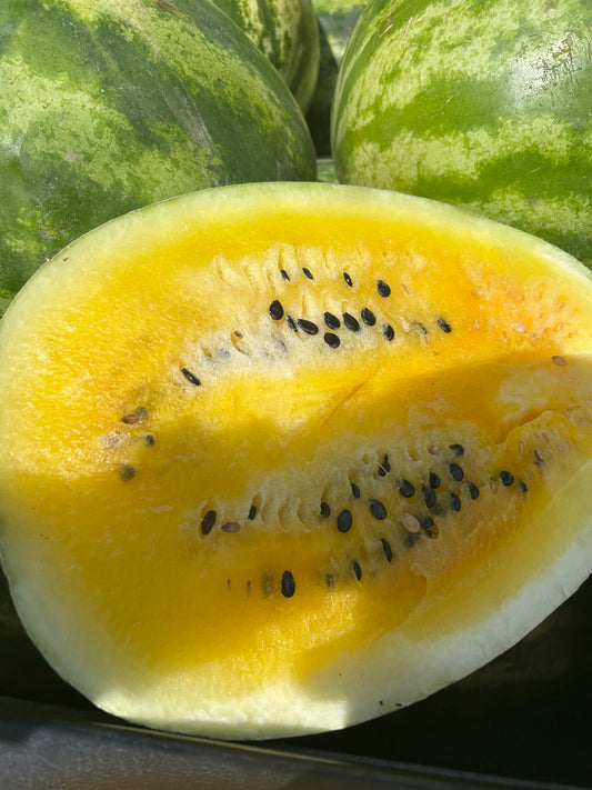 YELLOW SEEDED Watermelon