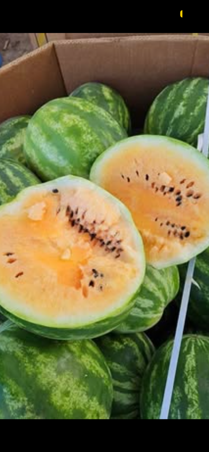 Seeded Watermelon Bundle