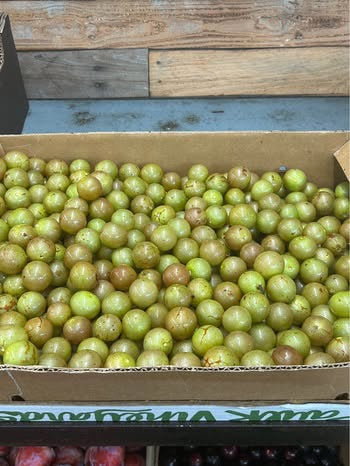 Muscadine Grapes