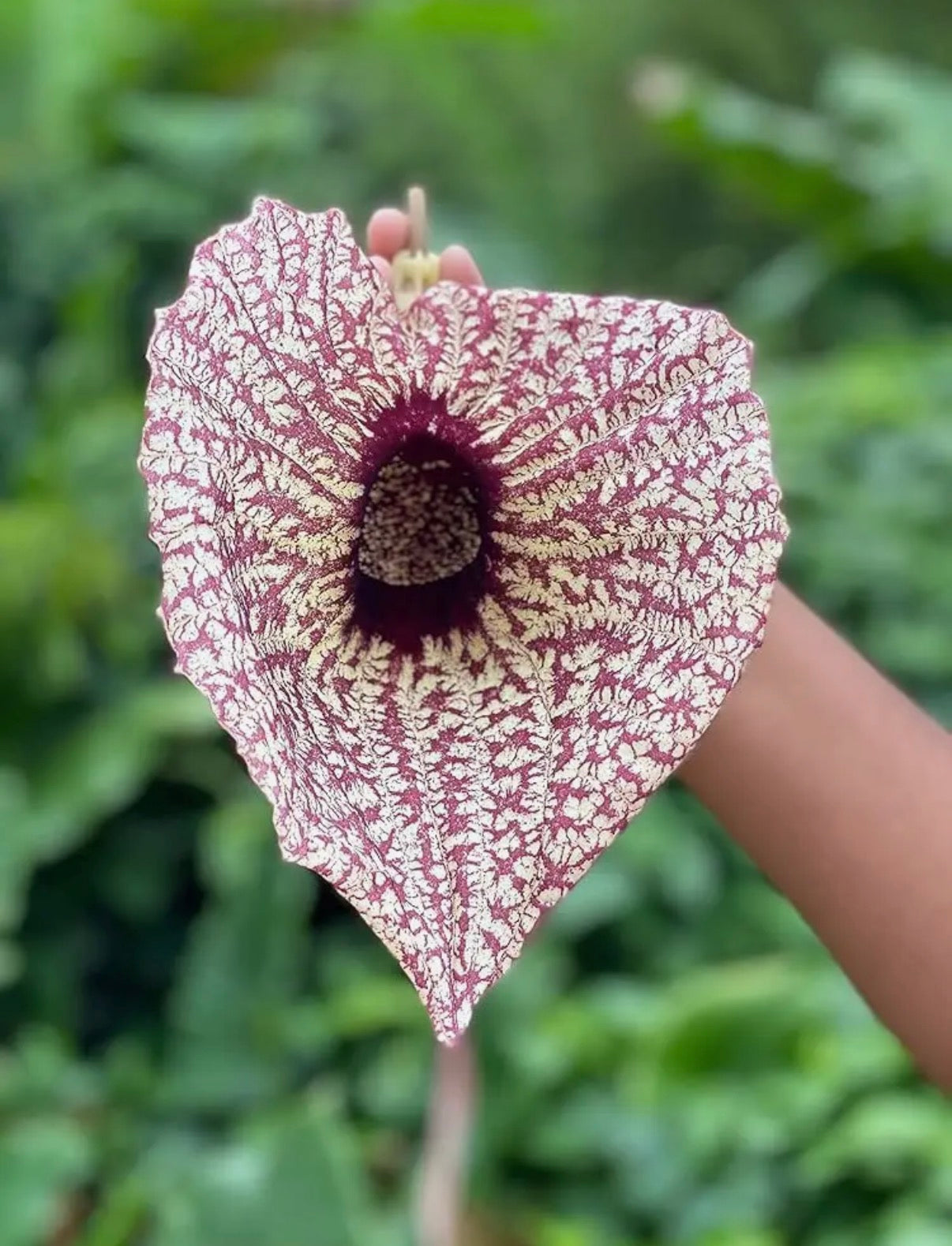 Duck Flower “Detox” (Dried)