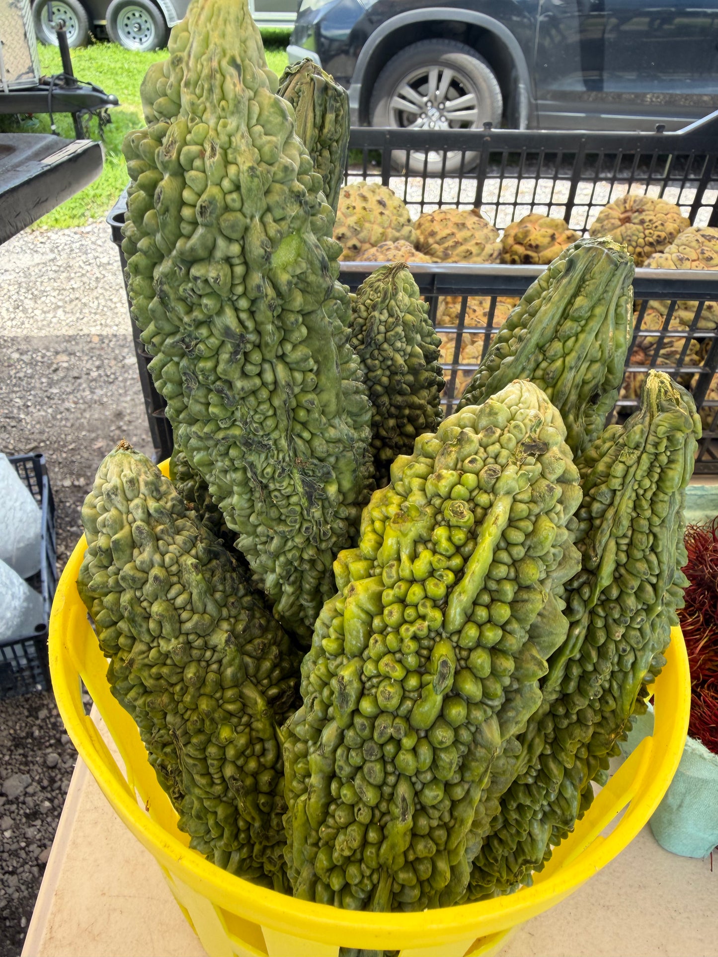 Bitter Melon (per pound)